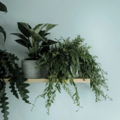 Crown Walls & Ceilings Matt Emulsion Paint Stepping Stone - 2.5L -Crown 12833880 1374969529109753