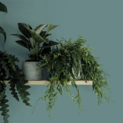 Crown Matt Emulsion Paint Botany Bay - Tester 40ml -Crown 13806968 5514963774952142